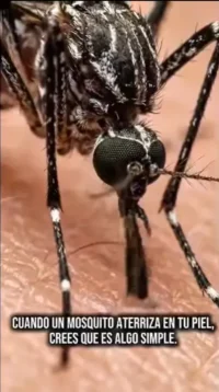 ¿Que pasa cuando te pica un Mosquito?