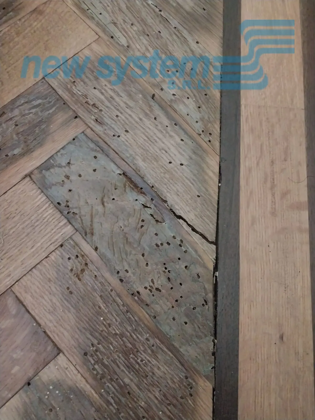 Taladrillo en la madera