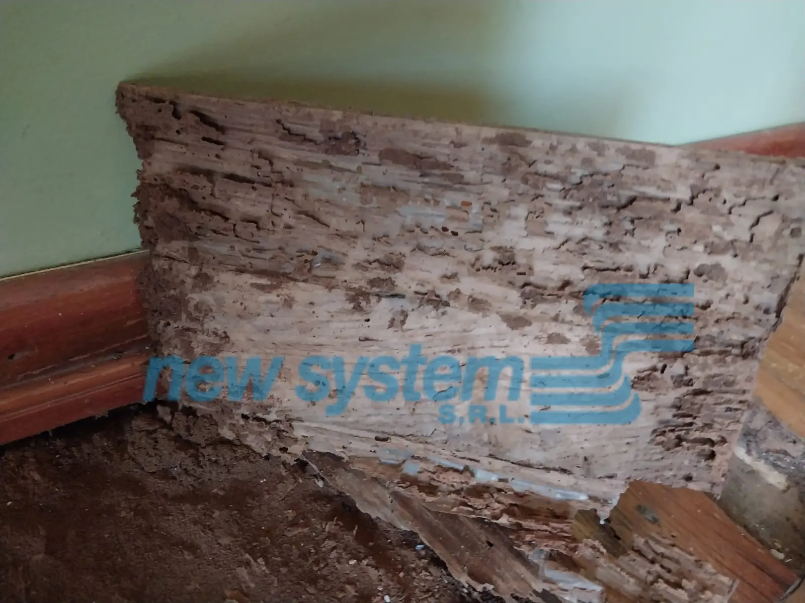 Agujeros en la madera hecha por bicho taladrillo