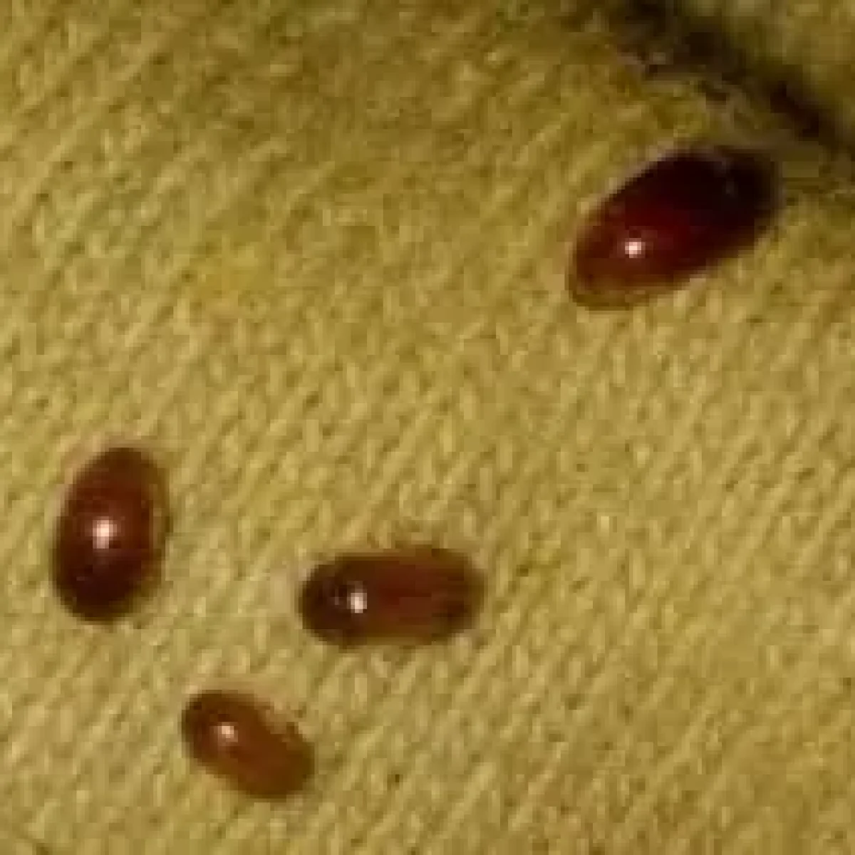 Gorgojos en sillones