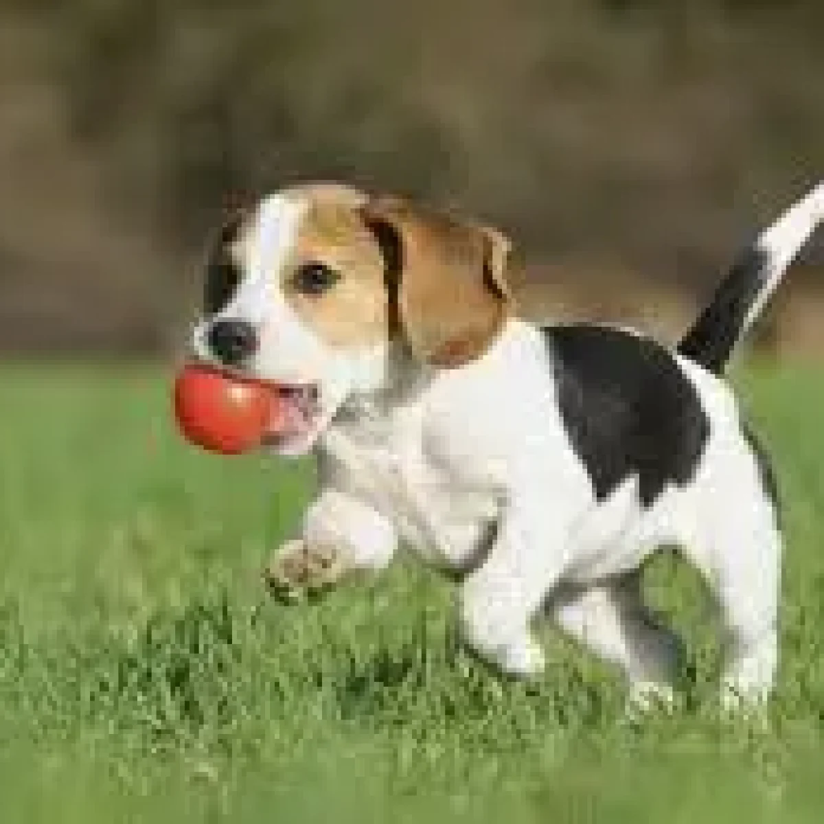 Fumigación y mascotas: cuidados esenciales antes, durante y después
